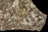 Fossil Fish (Gosiutichthys) Mortality Plate - Lake Gosiute #130094-3